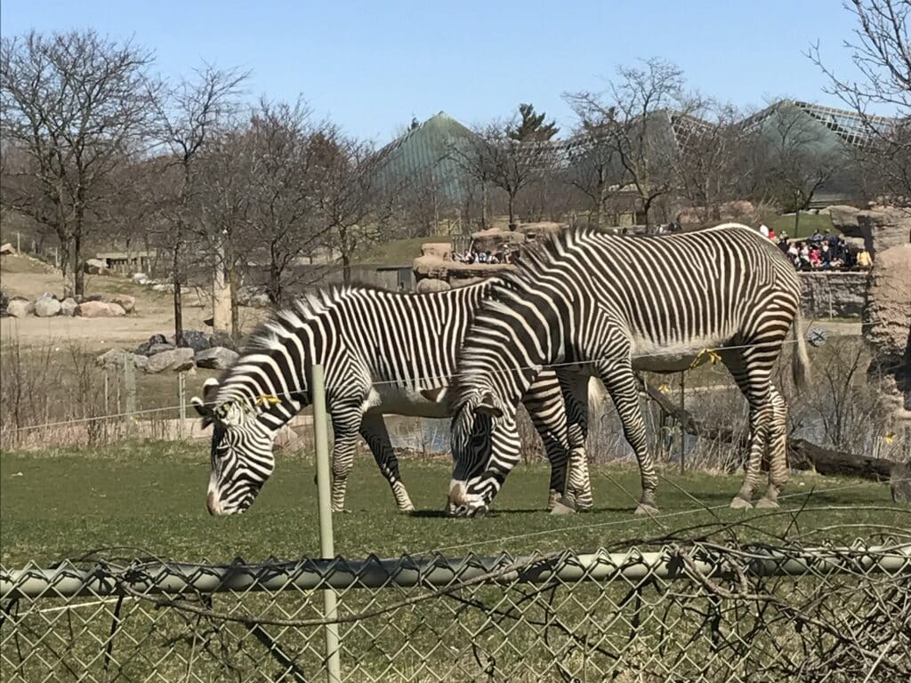 Zebras at Toronto Zoo