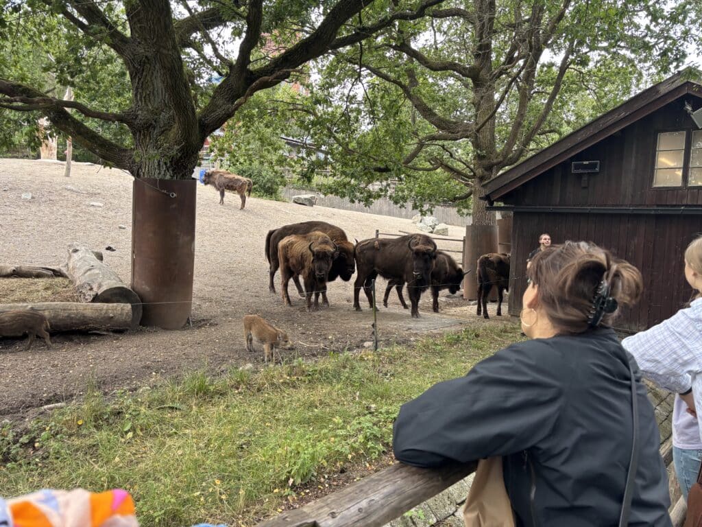 Bisons at Skansen Open-Air Museum​