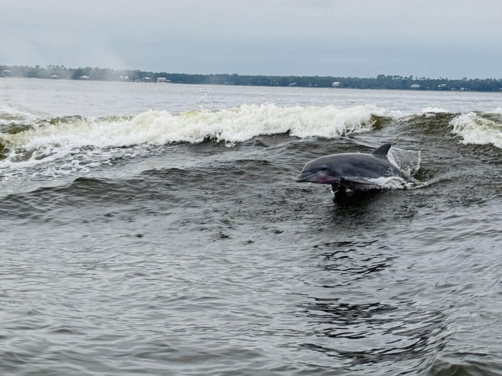 Dolphin Cruise | Zutell Travels Dolphin Cruise