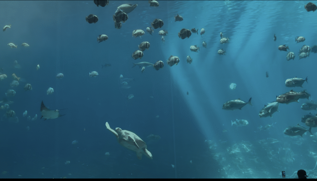 Georgia Aquarium Fish and Turtles