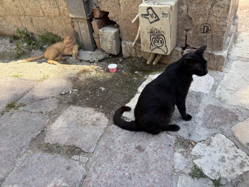 Two cats outdoors by a weathered wall: an orange cat lounging on the left and a black cat nearby on the right near a graffiti-covered utility box.